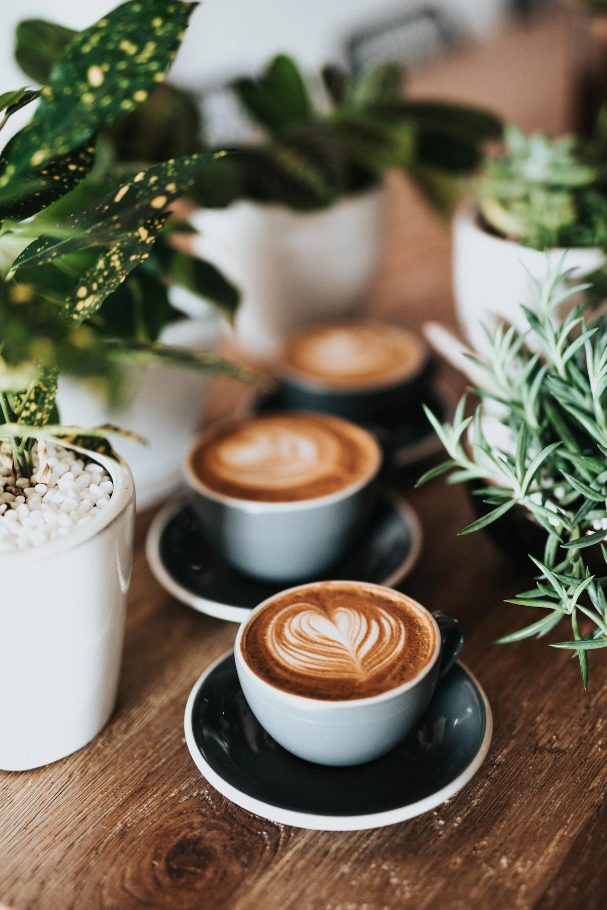 Lattes with heart latte art next to potted plants